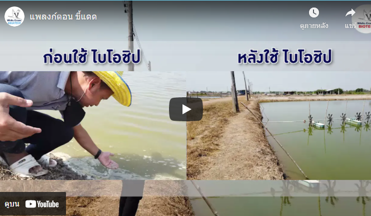 แพลงก์ตอน ขี้แดด