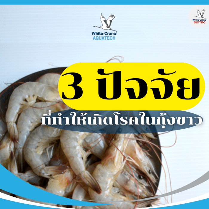 3 ปัจจัยเกิดโรคในกุ้งขาว