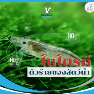 ไนไตรท์ตัวร้ายของสัตว์น้ำ